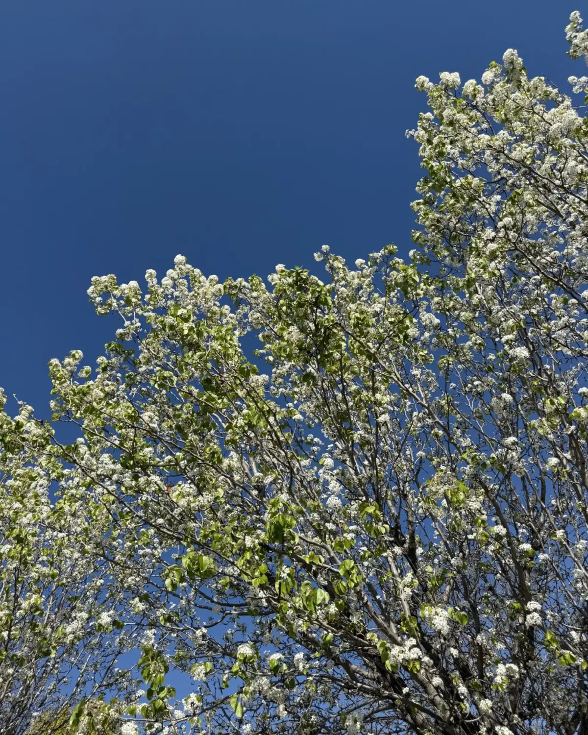Stilla skog i morgonljus